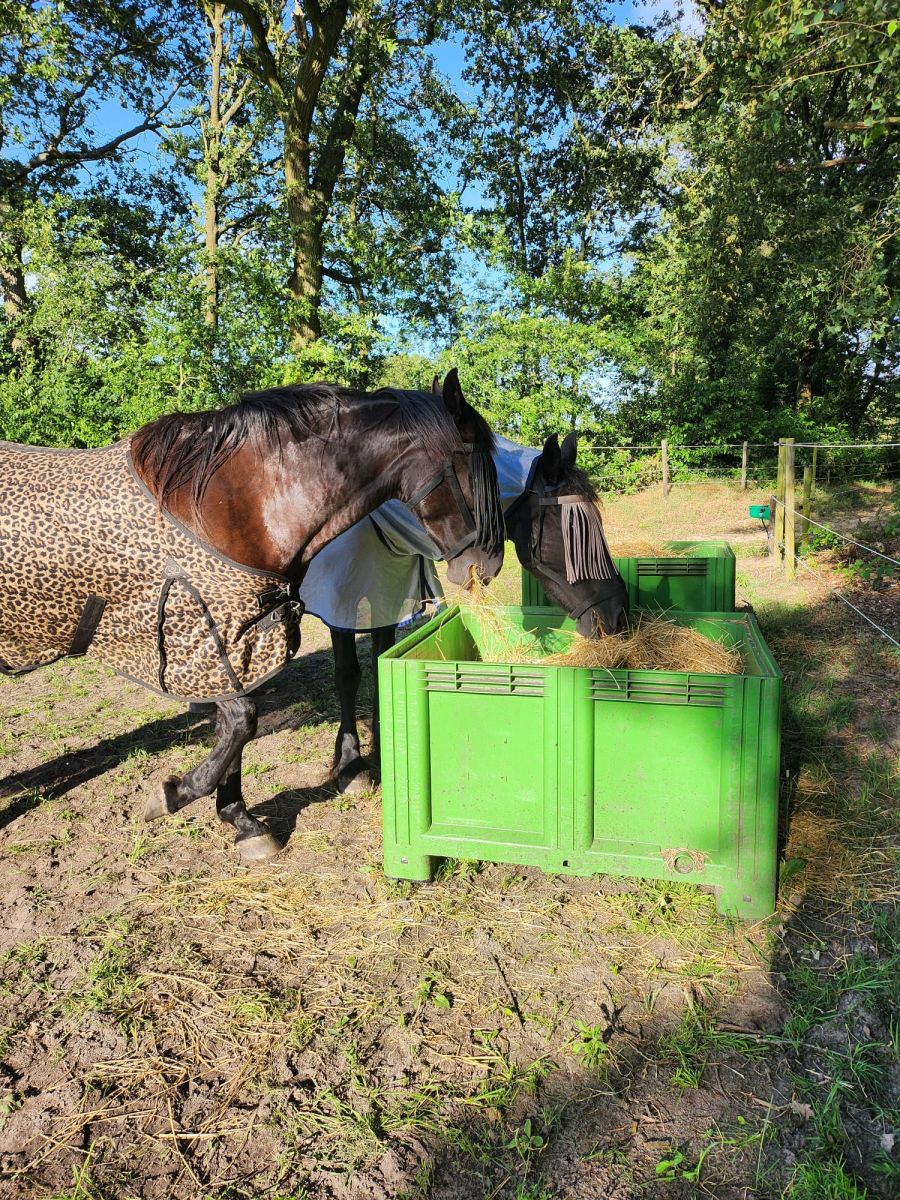 Slowfeeder Groen XXL (1 kuub) - foto's 3